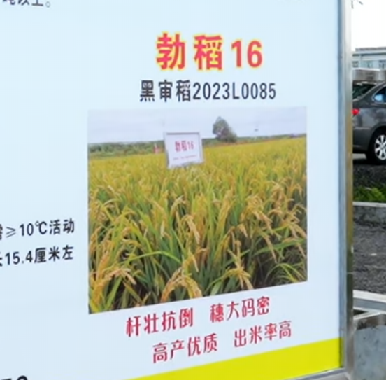 勃稻16品種推介